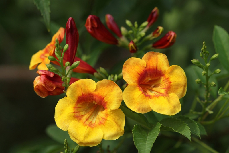 ต้นทองอุไร