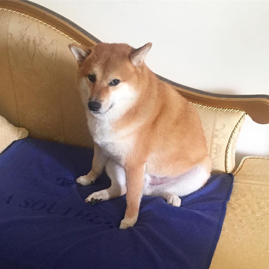 หมาชิบะเจ้าของมีมดัง