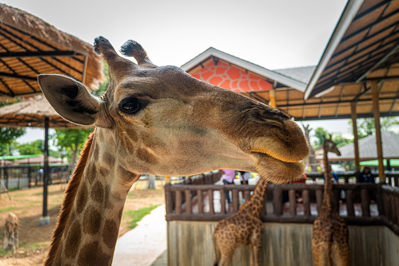 ศรีอยุธยา ไลอ้อน ปาร์ค