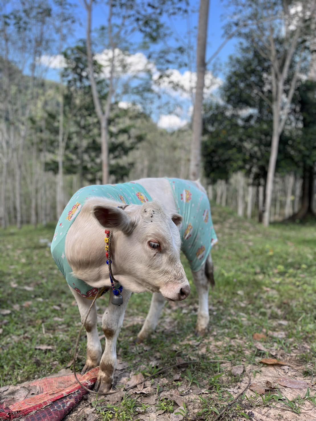 น้องหยวกกล้วย