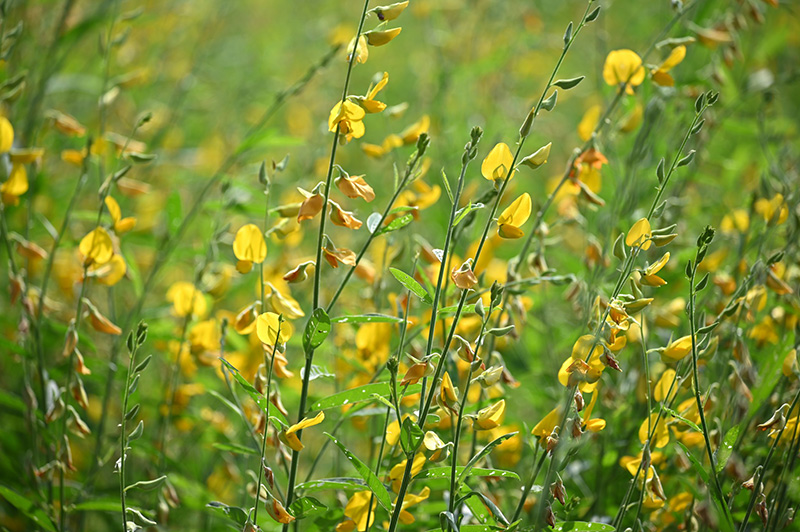 ทุ่งปอเทือง ม.เกษตรฯ กำแพงแสน