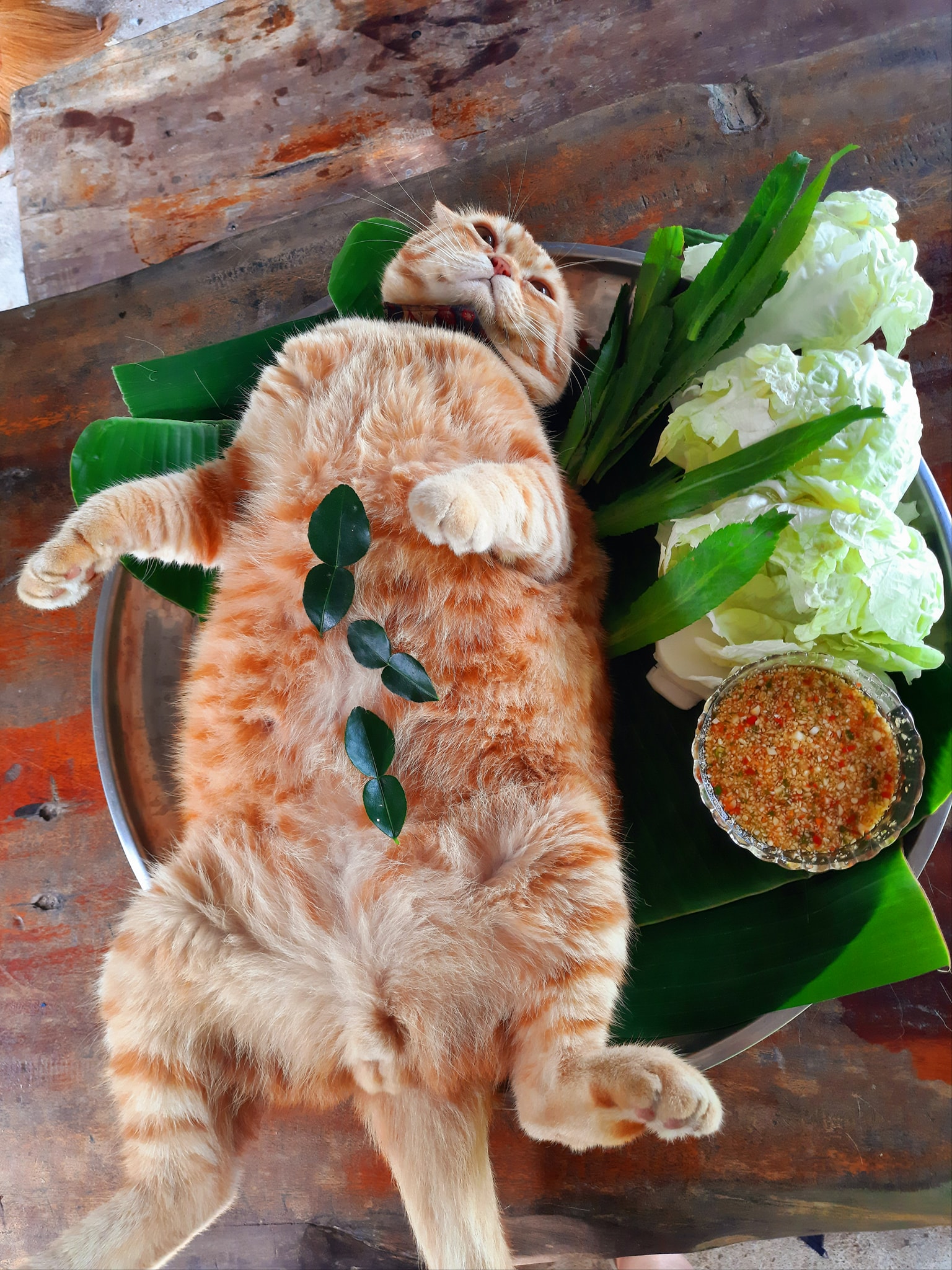 ละมุดแมวส้ม