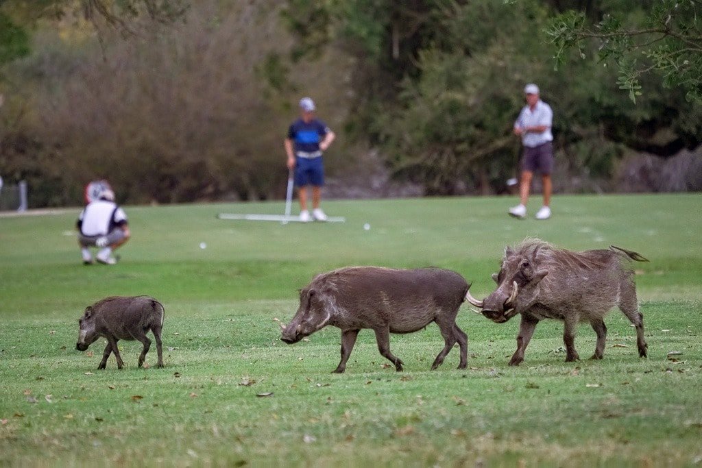 Skukuza Golf Club