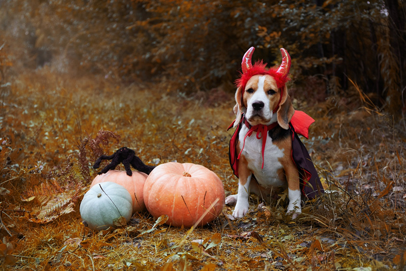 หมา ฮาโลวีน