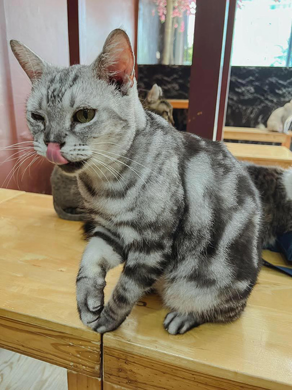 คาเฟ่แมว