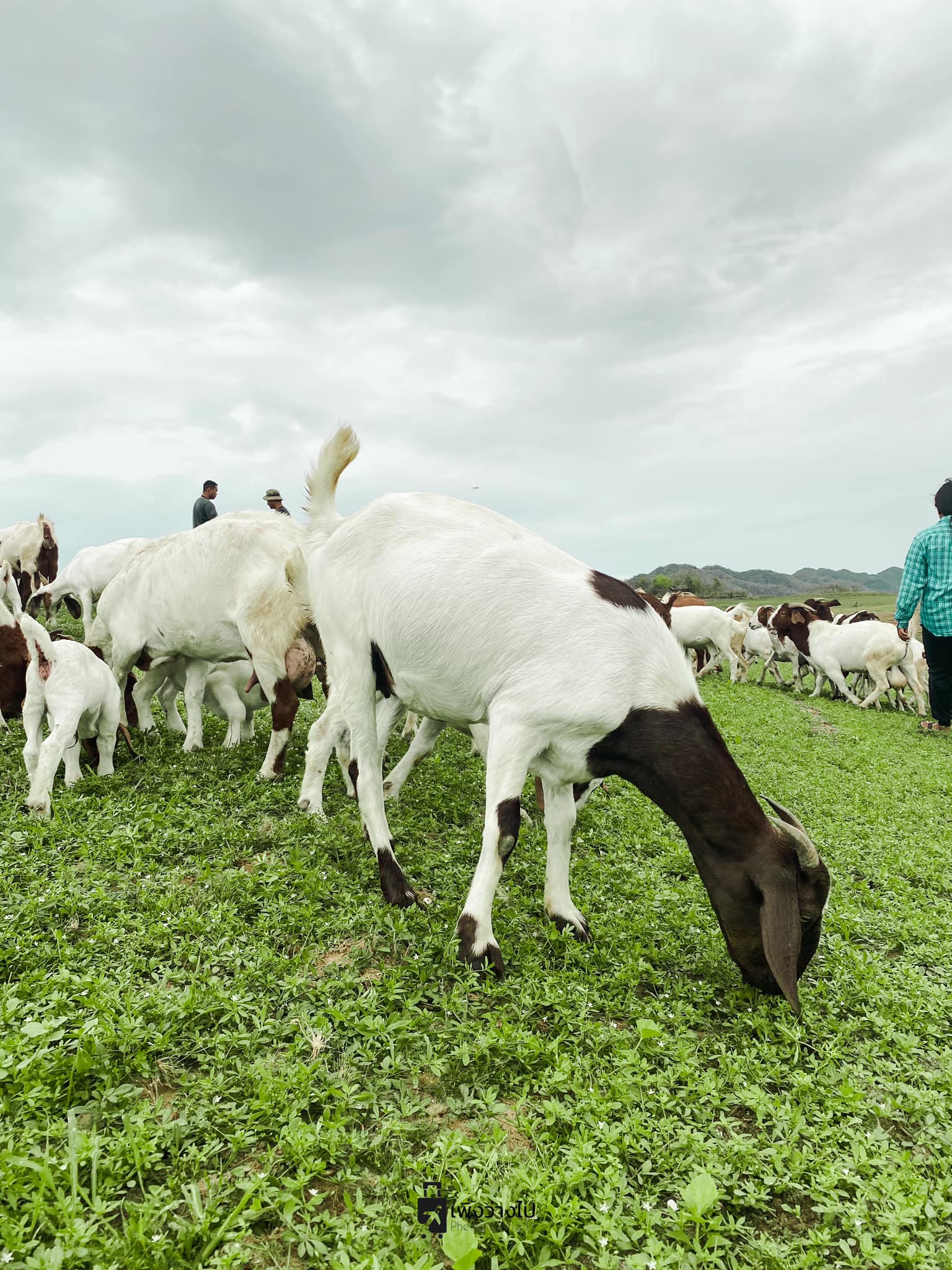 เขื่อนปราณบุรี