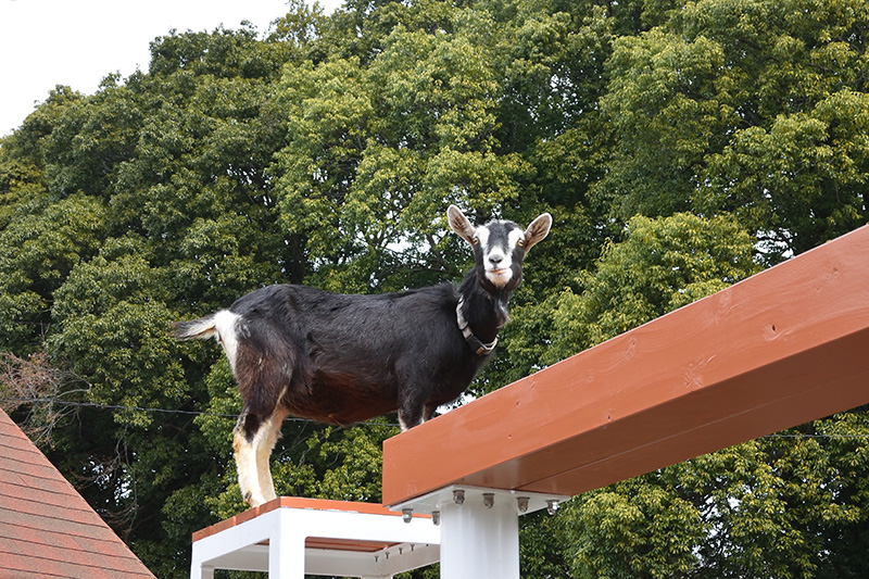 Ichikawa City Zoo ที่เที่ยวชิบะ ญี่ปุ่น