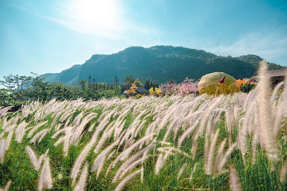 สวนดอกไม้