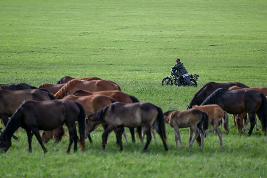 ทุ่งหญ้ามองโกเลีย