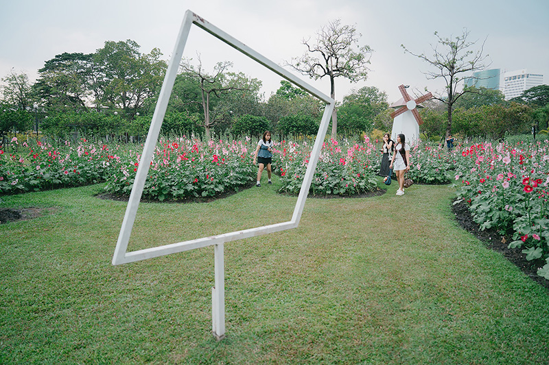 ทุ่งดอกฮอลลี่ฮ็อค สวนจตุจักร