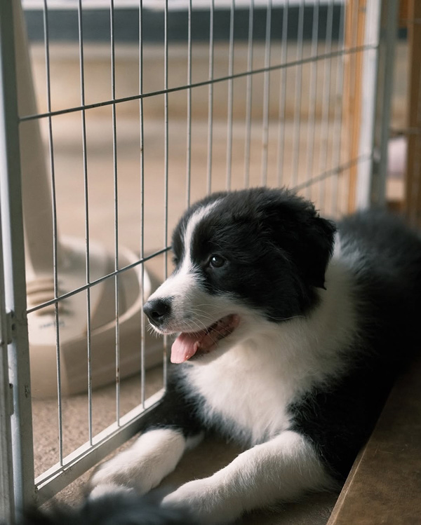 หมา ของ เจมส์ จิรายุ