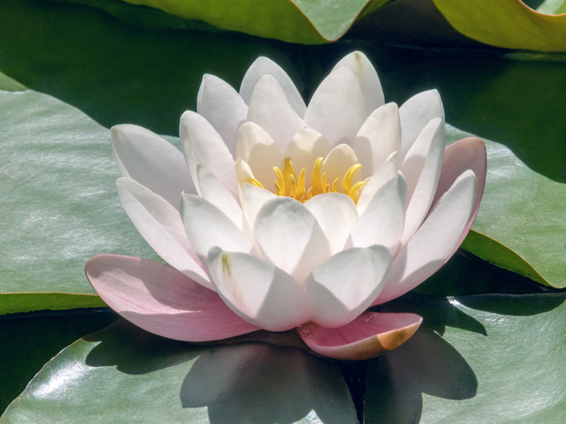 ดอกสกุลบัวสาย