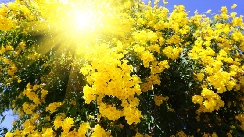 ต้นทองอุไร