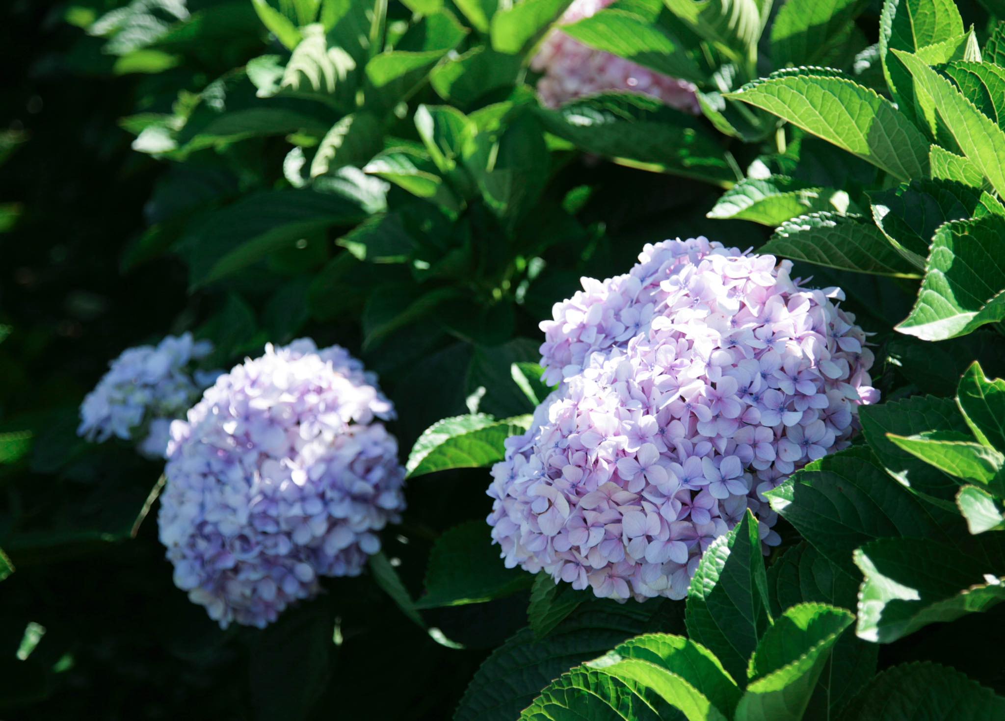 สวนดอกไฮเดรนเยีย เขาค้อ