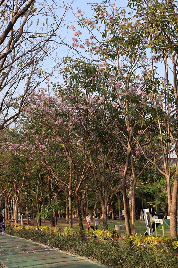 ชมพูพันธุ์ทิพย์ สวนรถไฟ 2569