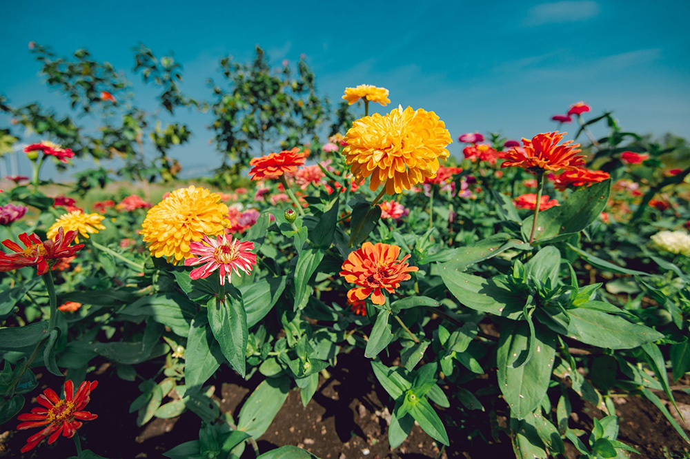 สวนดอกไม้