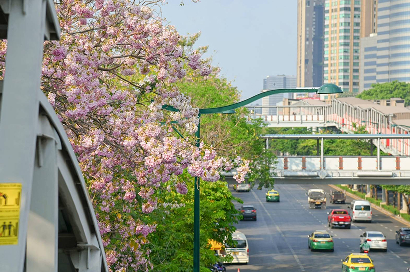 ชมพูพันธุ์ทิพย์ จตุจักร 2568