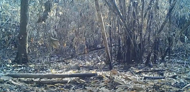 ไฟไหม้ป่า