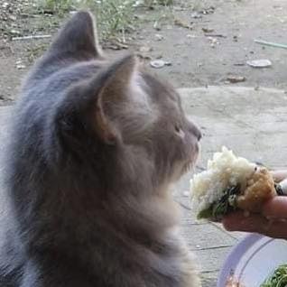 ป้อนข้าวแมว