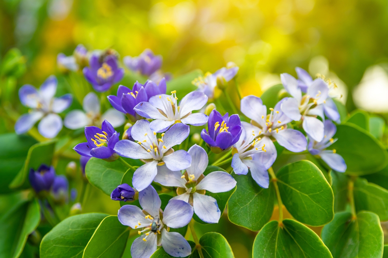 วิธีปลูกแก้วเจ้าจอม