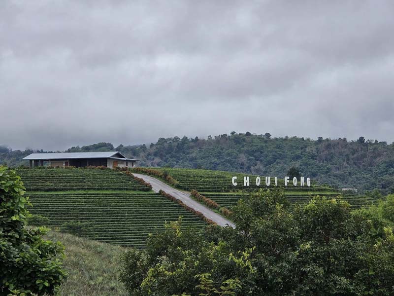 เที่ยวไร่ชาฉุยฟง
