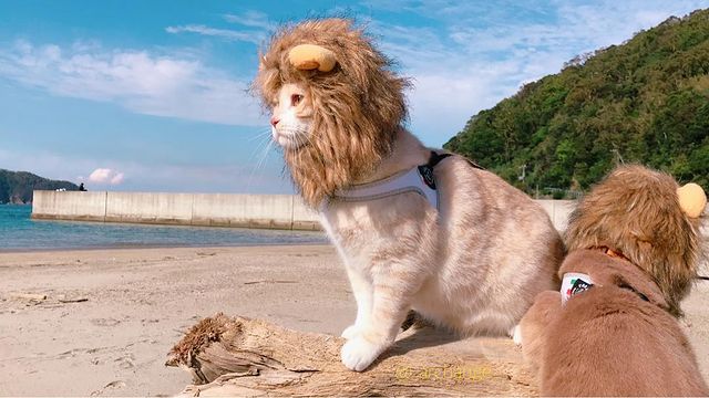 แมวเซเลบ