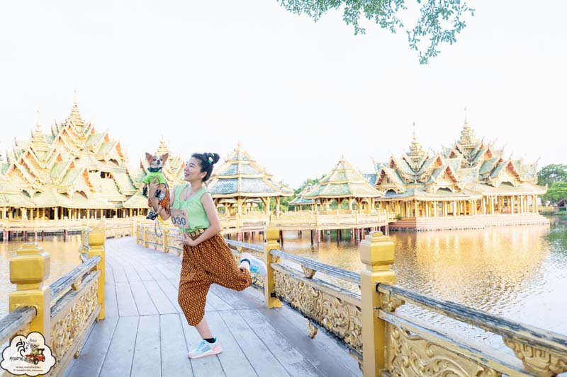 งานอยากวิ่งกับหมา  