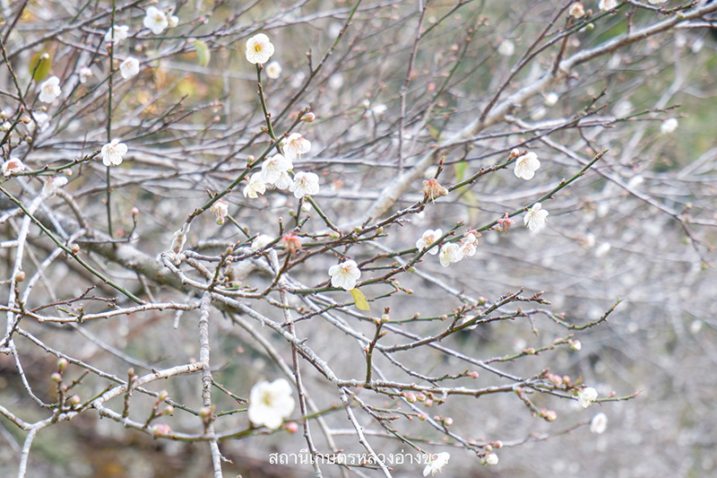 ดอกบ๊วย 2568 สถานีเกษตรหลวงอ่างขาง