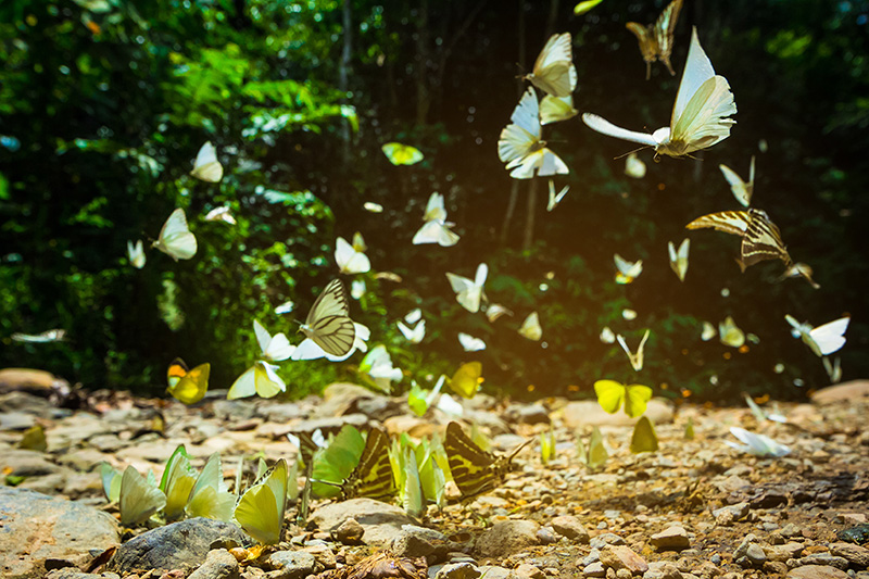 แคมป์บ้านกร่าง ที่เที่ยวเดือนพฤษภาคม 2569