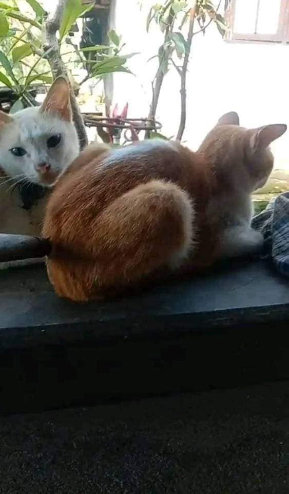 โดนแทงหลัง