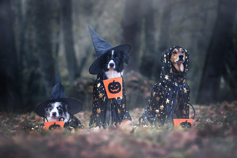 หมา ฮาโลวีน