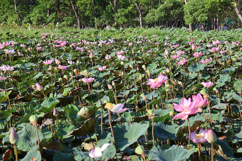 บึงบัว สวนรถไฟ