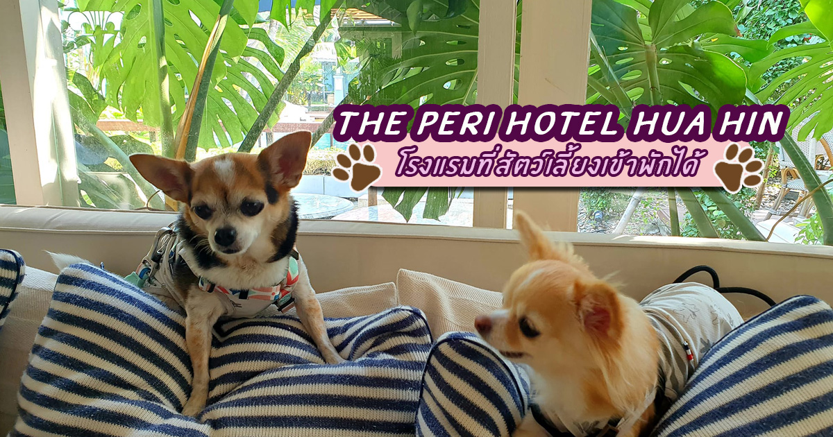 The Peri Hotel Hua Hin โรงแรมหัวหิน ที่เป็น Pet Friendly Hotel
