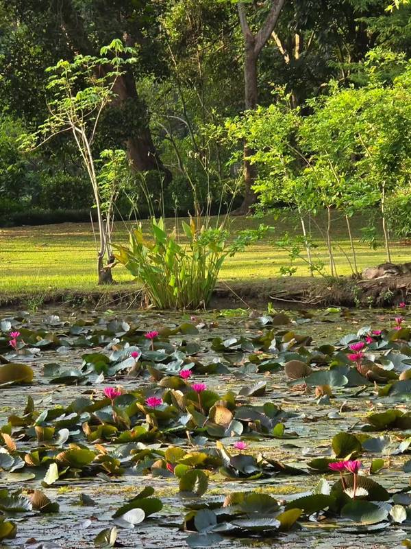 บ้านสวน ป้าจิ๊ อัจฉราพรรณ