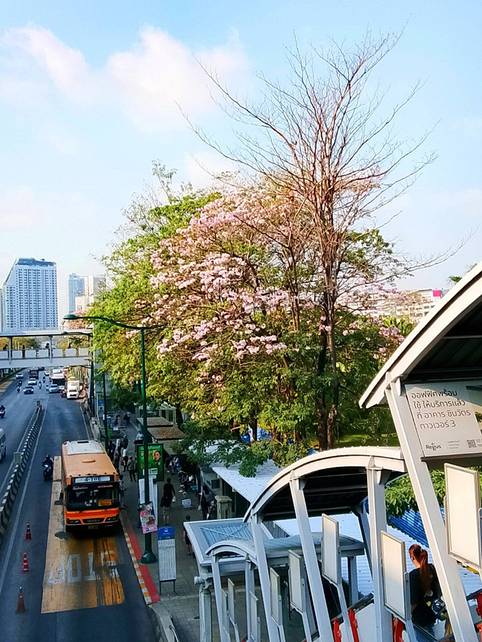 ชมพูพันธุ์ทิพย์ สวนจตุจักร 2569