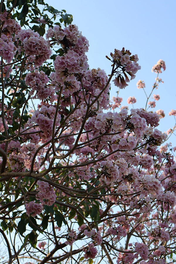 ชมพูพันธุ์ทิพย์ สวนรถไฟ 2569