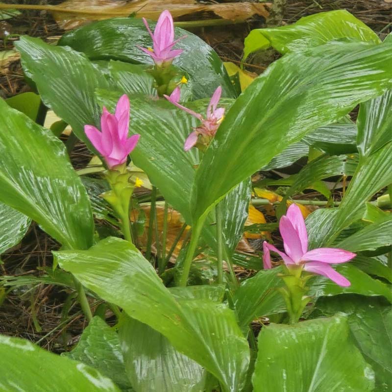พระธาตุดอยช้างมูบ