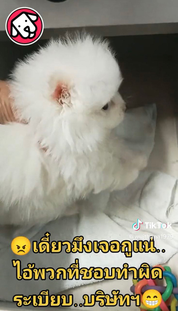 หนุ่มทรงโหด แฉคนทำผิดกฎ แอบเอาหมามาเลี้ยงที่ทำงาน 