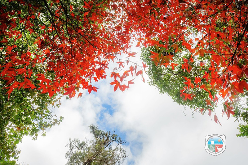 ใบเมเปิล ก่วมแดง 2568 อุทยานแห่งชาติภูหินร่องกล้า