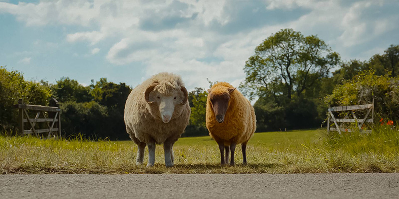 The Sheep Detectives แก๊งแกะรอยยอดนักสืบ หนังใหม่พฤษภาคม 2569 หนังใหม่ 2026 ภาพตัวอย่าง