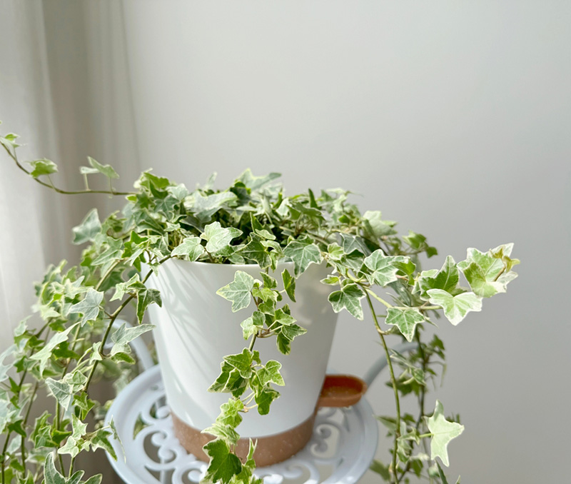 ต้นไอวี่