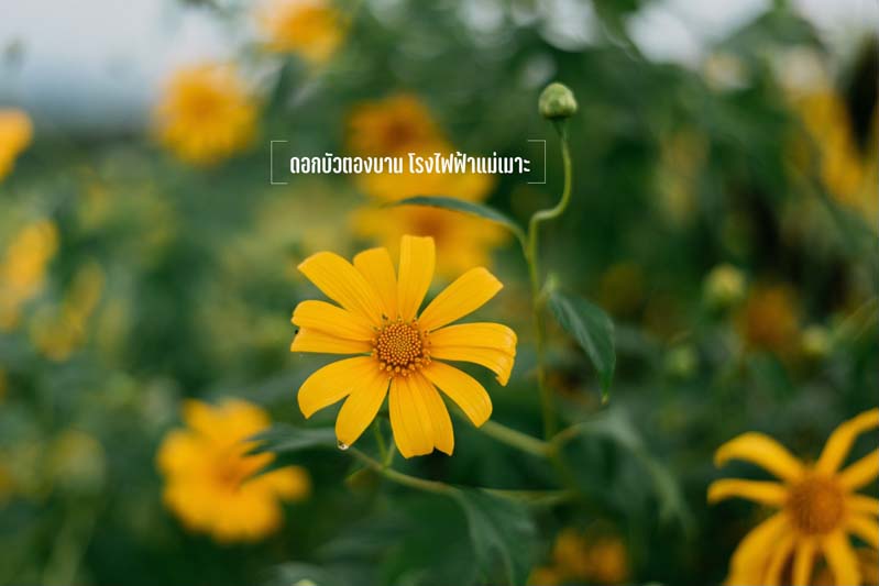 ที่เที่ยวลำปาง Lampang