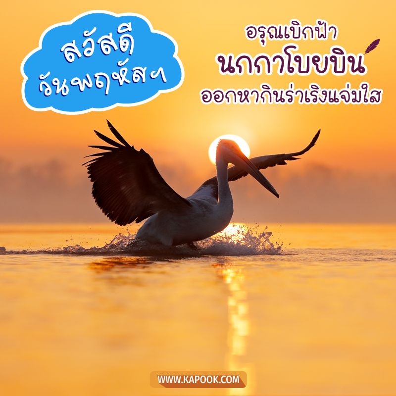 สวัสดีวันพฤหัสฯ อรุณเบิกฟ้า นกกาโบยบิน ออกหากินร่าเริงแจ่มใส