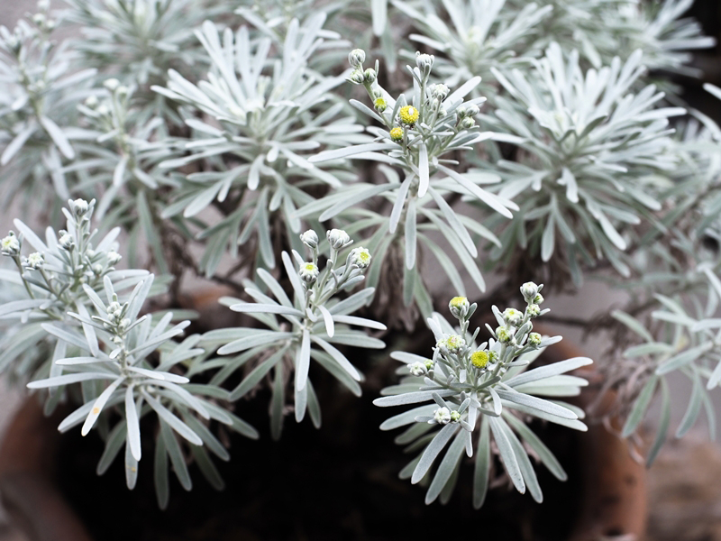 ต้นเบญจมาศเงิน