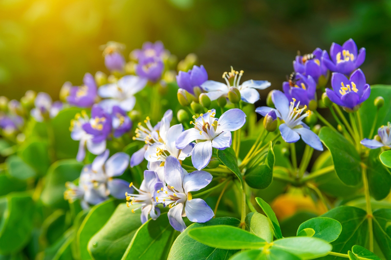 ต้นแก้วเจ้าจอม