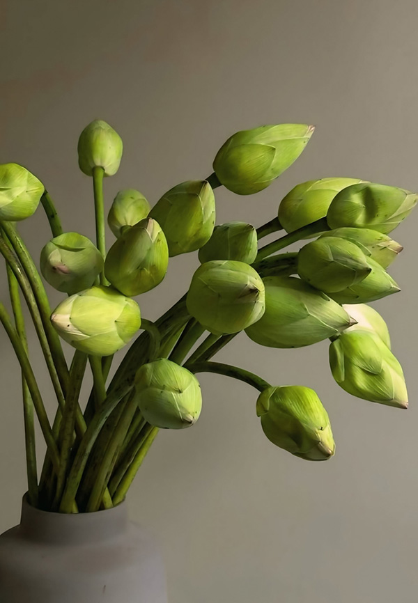 ดอกบัวสีเขียว