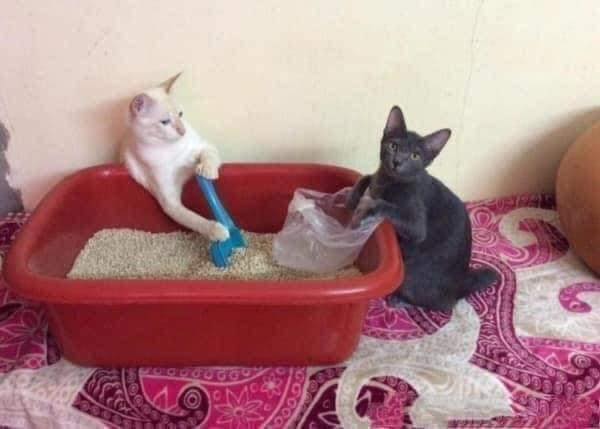 ทำงานบ้าน