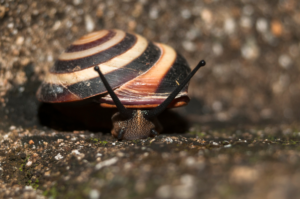 หอยทากคิวบา