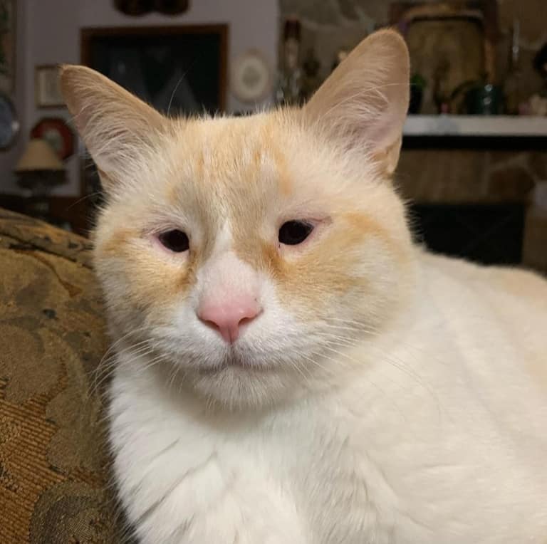 แมวตาตี๋