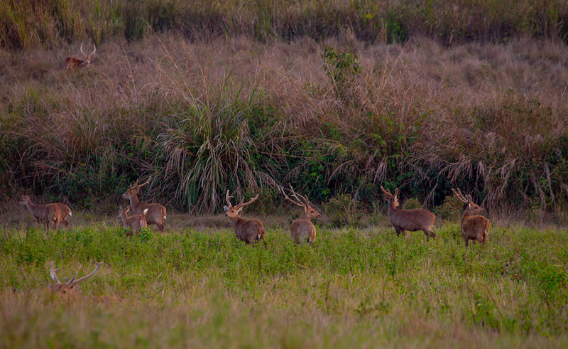 ทุ่งกระมัง 2569 เปิดการท่องเที่ยว